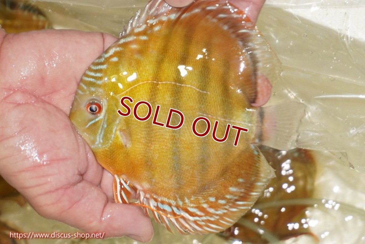 画像2: 【ワイルドディスカス】【通販】【３年ぶりの入荷】ヤムンダローズレッド【個体販売】12-13cm（生体）ヤムンダ産 (2)