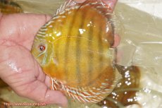 画像2: 【ワイルドディスカス】【通販】【３年ぶりの入荷】ヤムンダローズレッド【個体販売】12-13cm（生体）ヤムンダ産 (2)