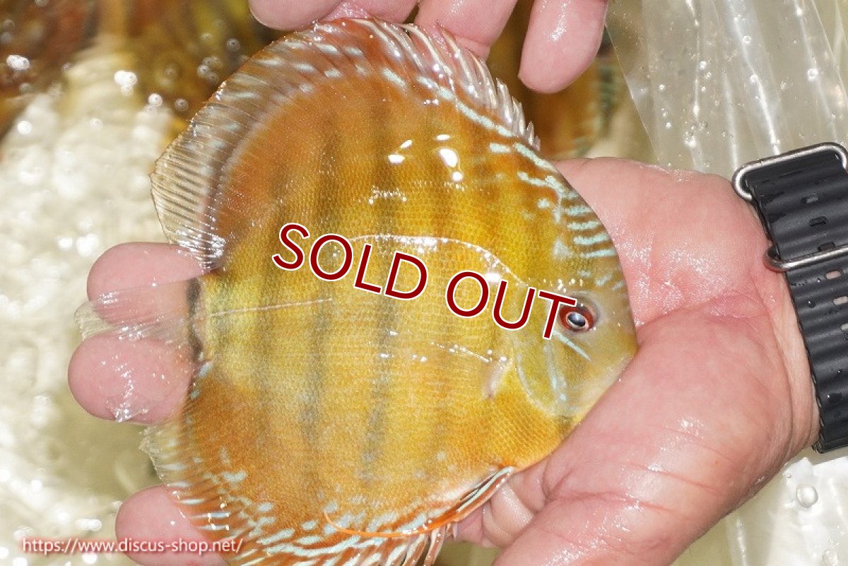 画像3: 【ワイルドディスカス】【通販】【３年ぶりの入荷】ヤムンダローズレッド【個体販売】12-13cm（生体）ヤムンダ産 (3)