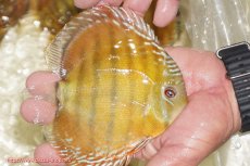 画像3: 【ワイルドディスカス】【通販】【３年ぶりの入荷】ヤムンダローズレッド【個体販売】12-13cm（生体）ヤムンダ産 (3)