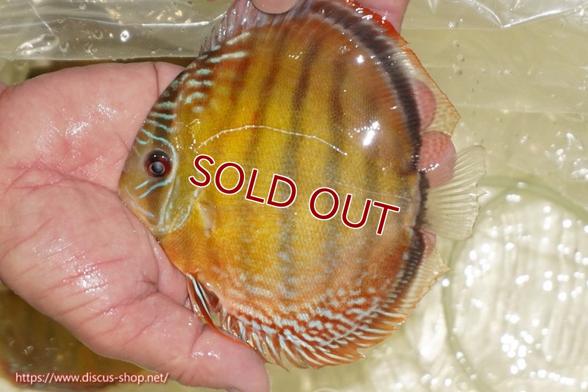 画像2: 【決算セール対象個体】【ワイルドディスカス】【通販】【３年ぶりの入荷】ヤムンダローズレッド【個体販売】12-13cm（生体）ヤムンダ産 (2)