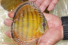 画像2: 【ワイルドディスカス】【通販】【３年ぶりの入荷】ヤムンダローズレッド【個体販売】12-13cm（生体）ヤムンダ産 (2)