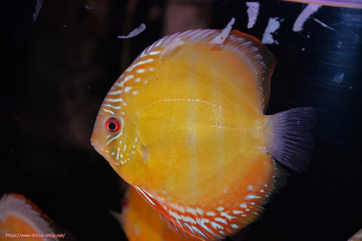 画像1: 【決算セール対象個体】【ワイルドディスカス】【通販】【３年ぶりの入荷】ヤムンダローズレッド【個体販売】12-13cm（生体）ヤムンダ産 (1)