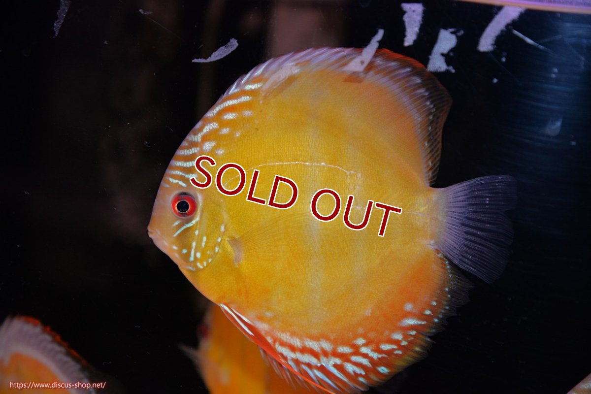 画像1: 【30周年記念セール対象個体】【ワイルドディスカス】【通販】【３年ぶりの入荷】ヤムンダローズレッド【個体販売】12-13cm（生体）ヤムンダ産 (1)