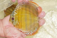 画像1: 【ワイルドディスカス】【通販】【３年ぶりの入荷】ヤムンダローズレッド【個体販売】12-13cm（生体）ヤムンダ産 (1)