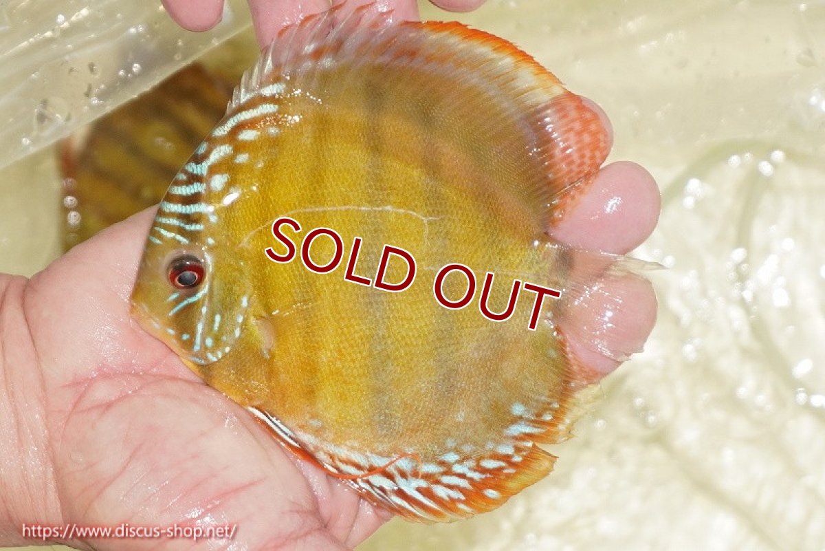 画像2: 【30周年記念セール対象個体】【ワイルドディスカス】【通販】【３年ぶりの入荷】ヤムンダローズレッド【個体販売】12-13cm（生体）ヤムンダ産 (2)