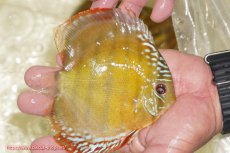 画像3: 【決算セール対象個体】【ワイルドディスカス】【通販】【３年ぶりの入荷】ヤムンダローズレッド【個体販売】12-13cm（生体）ヤムンダ産 (3)