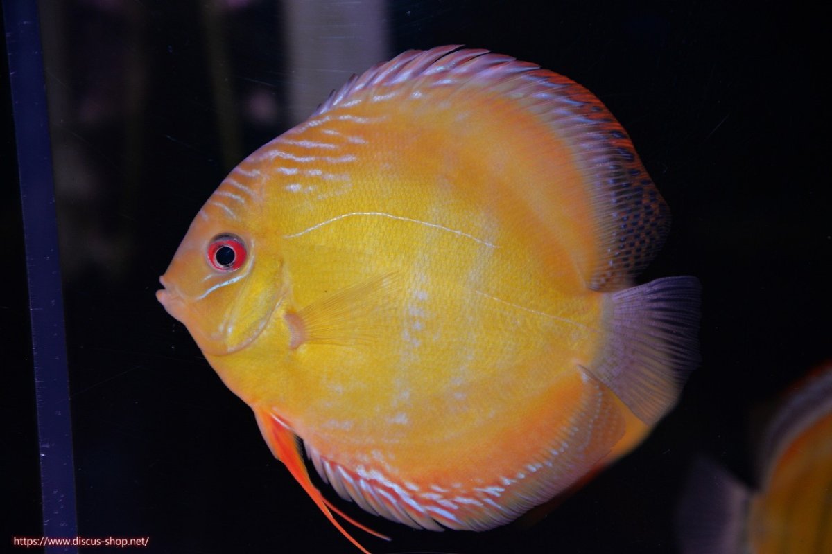 画像1: 【決算セール対象個体】【ワイルドディスカス】【通販】【３年ぶりの入荷】ヤムンダローズレッド【個体販売】12-13cm（生体）ヤムンダ産 (1)