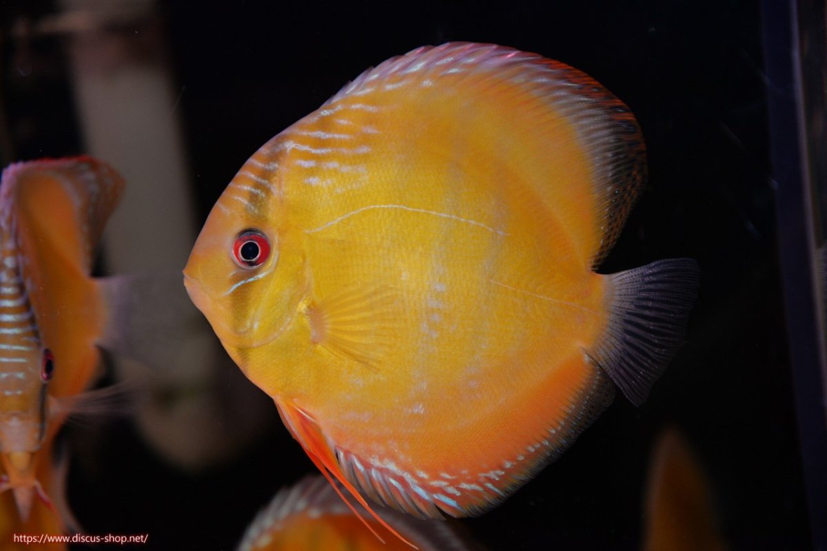 画像2: 【決算セール対象個体】【ワイルドディスカス】【通販】【３年ぶりの入荷】ヤムンダローズレッド【個体販売】12-13cm（生体）ヤムンダ産 (2)