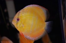 画像3: 【決算セール対象個体】【ワイルドディスカス】【通販】【３年ぶりの入荷】ヤムンダローズレッド【個体販売】12-13cm（生体）ヤムンダ産 (3)