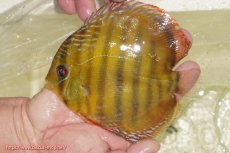 画像4: 【決算セール対象個体】【ワイルドディスカス】【通販】【３年ぶりの入荷】ヤムンダローズレッド【個体販売】12-13cm（生体）ヤムンダ産 (4)