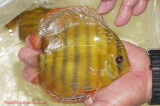 画像5: 【決算セール対象個体】【ワイルドディスカス】【通販】【３年ぶりの入荷】ヤムンダローズレッド【個体販売】12-13cm（生体）ヤムンダ産 (5)