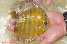 画像2: 【ワイルドディスカス】【通販】【３年ぶりの入荷】ヤムンダローズレッド【個体販売】12-13cm（生体）ヤムンダ産 (2)