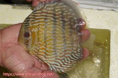 画像1: 【ワイルドディスカス】【通販】ヤムンダスーパーロイヤル【個体販売】15cm（生体）ヤムンダ産 (1)