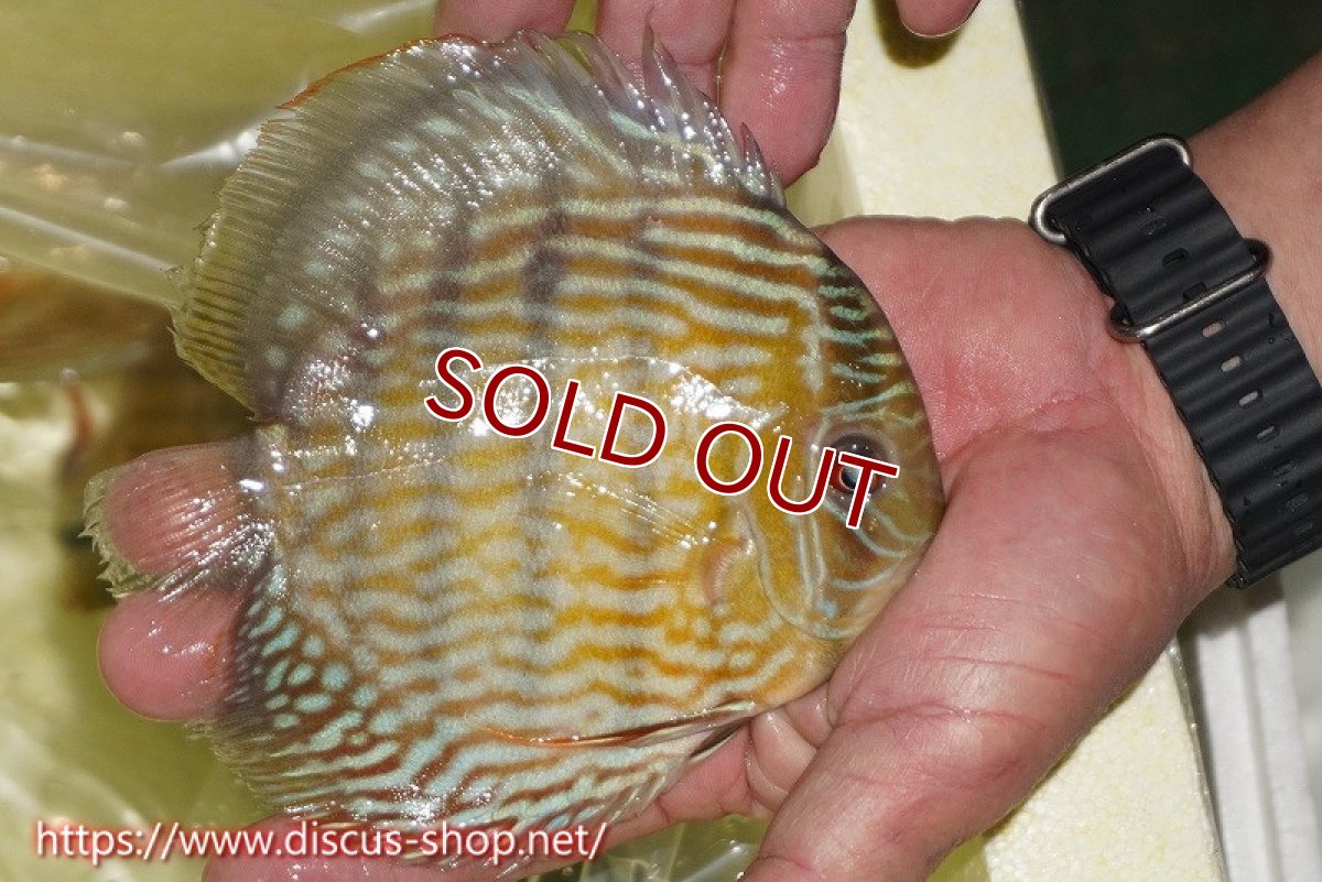 画像3: 【ワイルドディスカス】【通販】ヤムンダスーパーロイヤル【個体販売】15cm（生体）ヤムンダ産 (3)