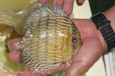 画像3: 【ワイルドディスカス】【通販】ヤムンダスーパーロイヤル【個体販売】15cm（生体）ヤムンダ産 (3)