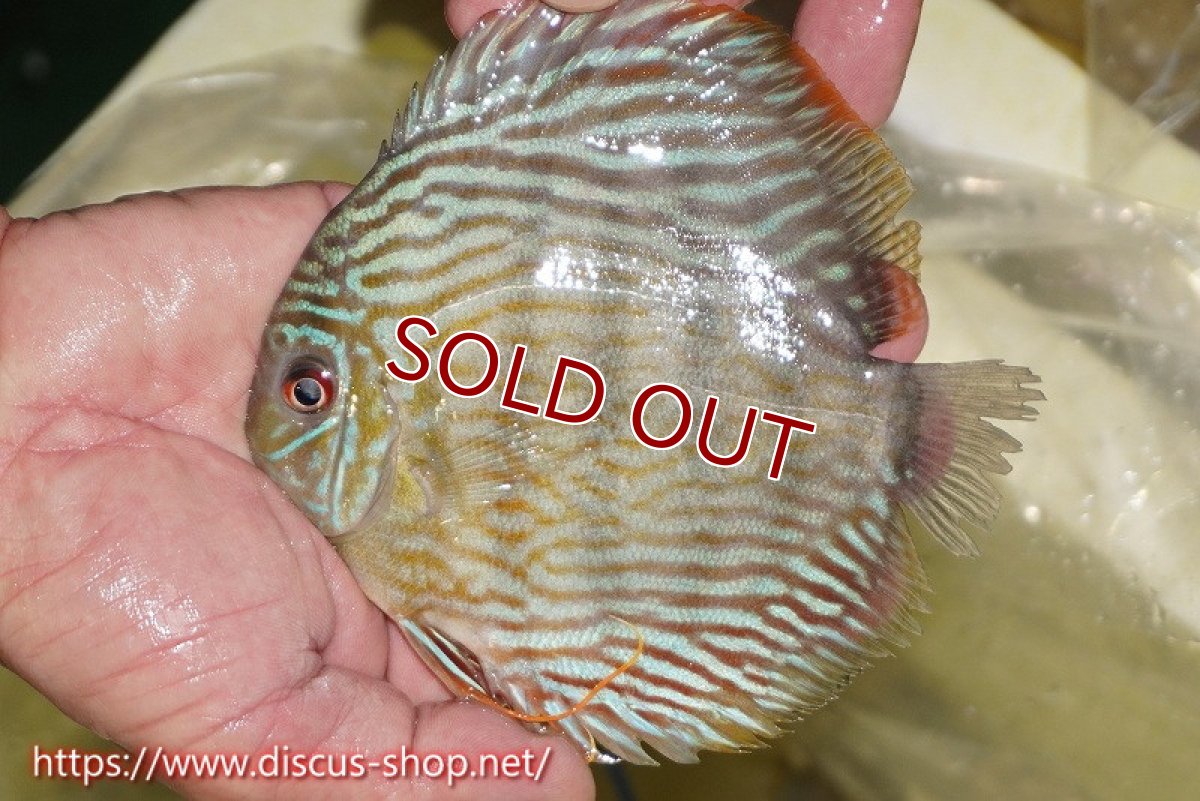 画像1: 【ワイルドディスカス】【通販】ヤムンダスーパーロイヤル【個体販売】15cm（生体）ヤムンダ産 (1)