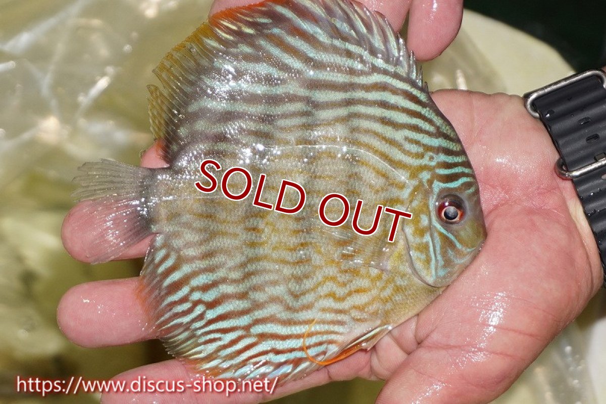 画像2: 【ワイルドディスカス】【通販】ヤムンダスーパーロイヤル【個体販売】15cm（生体）ヤムンダ産 (2)