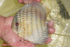 画像3: 【30周年記念セール対象個体】【ワイルドディスカス】【通販】ヤムンダロイヤル【個体販売】14-15cm（生体）ヤムンダ産 (3)