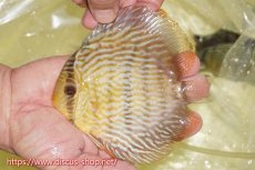 画像1: 【ワイルドディスカス】【通販】ヤムンダロイヤル【個体販売】14-15cm（生体）ヤムンダ産 (1)