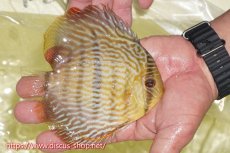 画像4: 【30周年記念セール対象個体】【ワイルドディスカス】【通販】ヤムンダロイヤル【個体販売】14-15cm（生体）ヤムンダ産 (4)