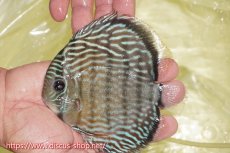 画像1: 【ワイルドディスカス】【通販】ヤムンダロイヤル【個体販売】14-15cm（生体）ヤムンダ産 (1)