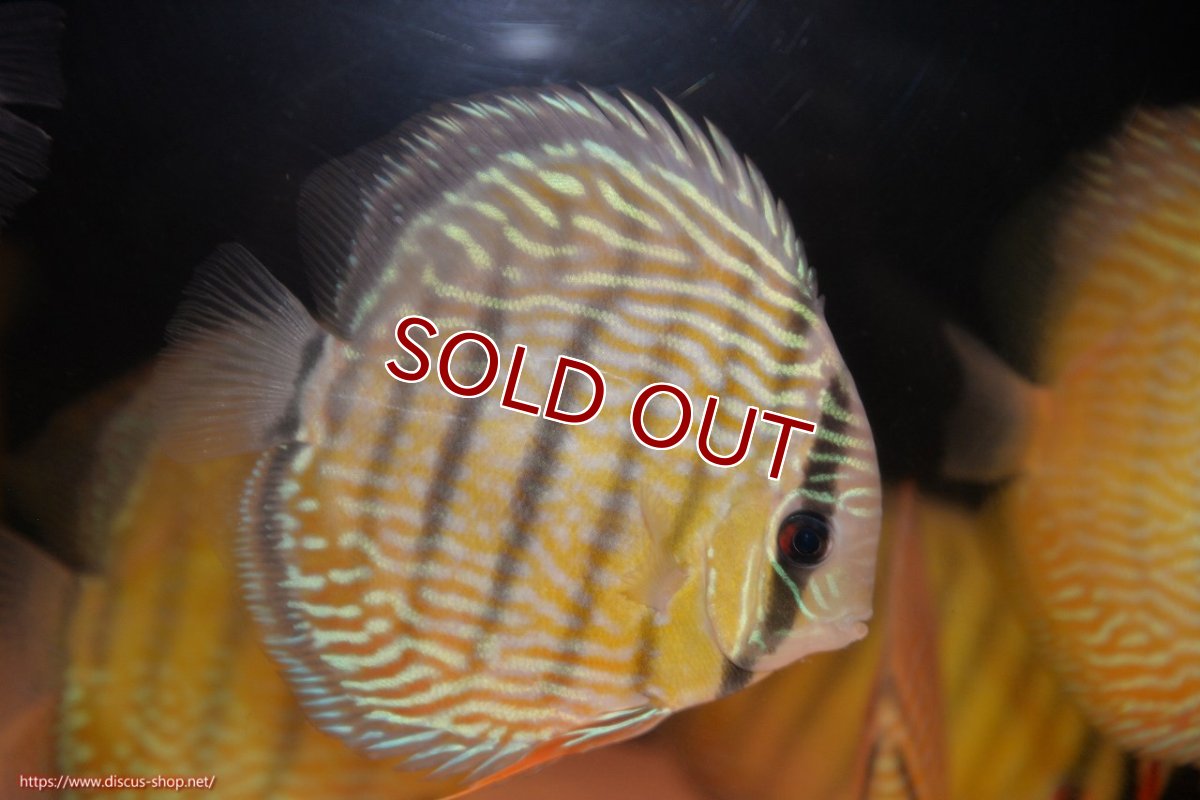 画像2: 【ワイルドディスカス】【通販】ヤムンダロイヤル【個体販売】14-15cm（生体）ヤムンダ産 (2)