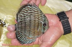 画像4: 【ワイルドディスカス】【通販】ヤムンダロイヤル【個体販売】14-15cm（生体）ヤムンダ産 (4)