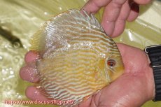 画像2: 【ワイルドディスカス】【通販】ヤムンダロイヤル【個体販売】14-15cm（生体）ヤムンダ産 (2)