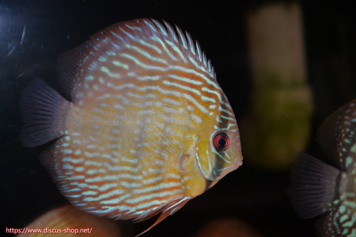 画像1: 【30周年記念セール対象個体】【ワイルドディスカス】【通販】ヤムンダロイヤル【個体販売】14-15cm（生体）ヤムンダ産 (1)