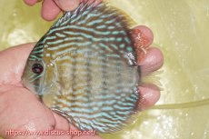 画像1: 【ワイルドディスカス】【通販】ヤムンダロイヤル【個体販売】14-15cm（生体）ヤムンダ産 (1)