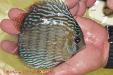 画像2: 【ワイルドディスカス】【通販】ヤムンダロイヤル【個体販売】14-15cm（生体）ヤムンダ産 (2)