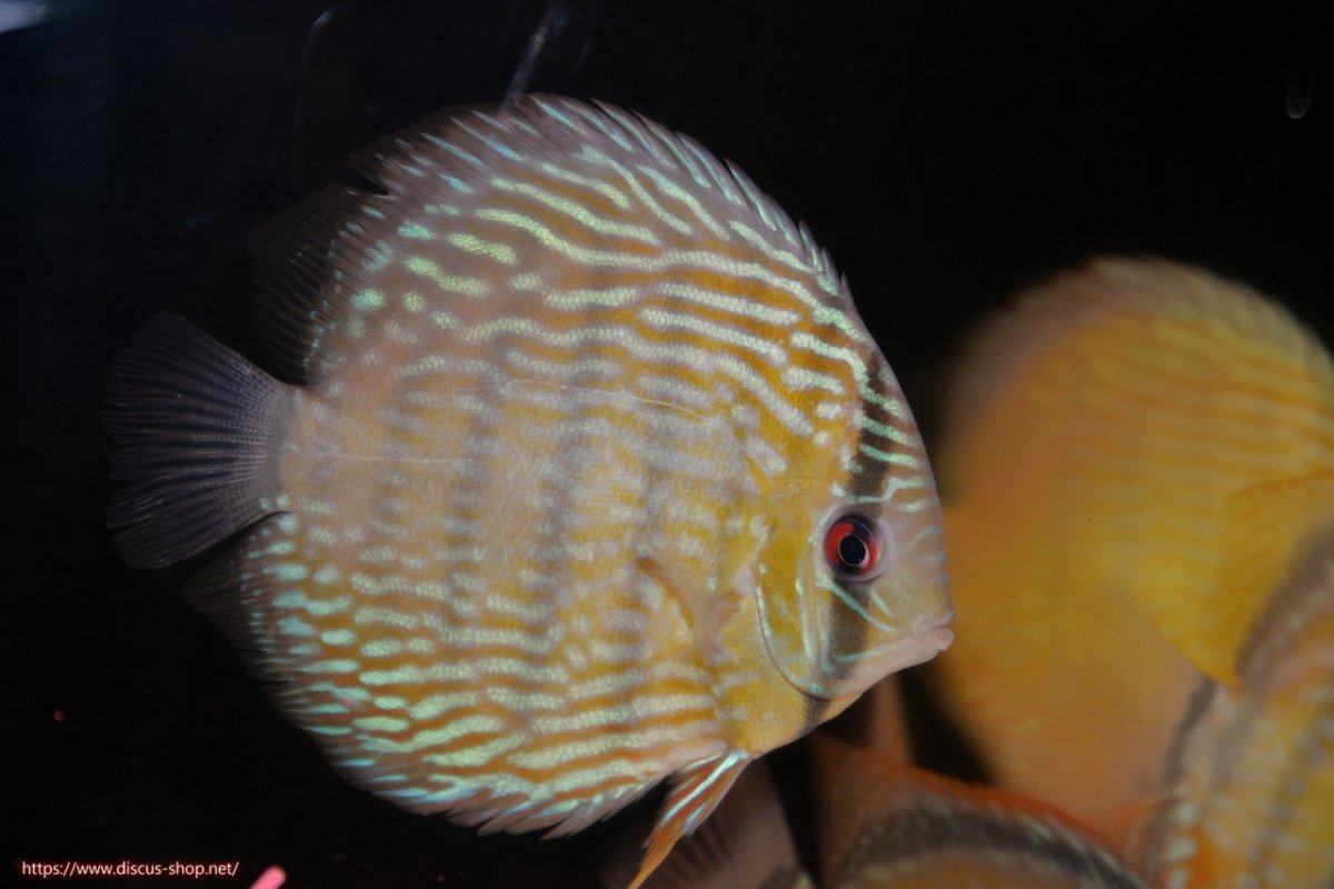 画像3: 【30周年記念セール対象個体】【ワイルドディスカス】【通販】ヤムンダロイヤル【個体販売】14-15cm（生体）ヤムンダ産 (3)