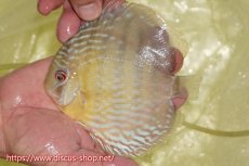 画像1: 【ワイルドディスカス】【通販】ヤムンダロイヤル【個体販売】14-15cm（生体）ヤムンダ産 (1)