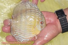 画像2: 【ワイルドディスカス】【通販】ヤムンダロイヤル【個体販売】14-15cm（生体）ヤムンダ産 (2)