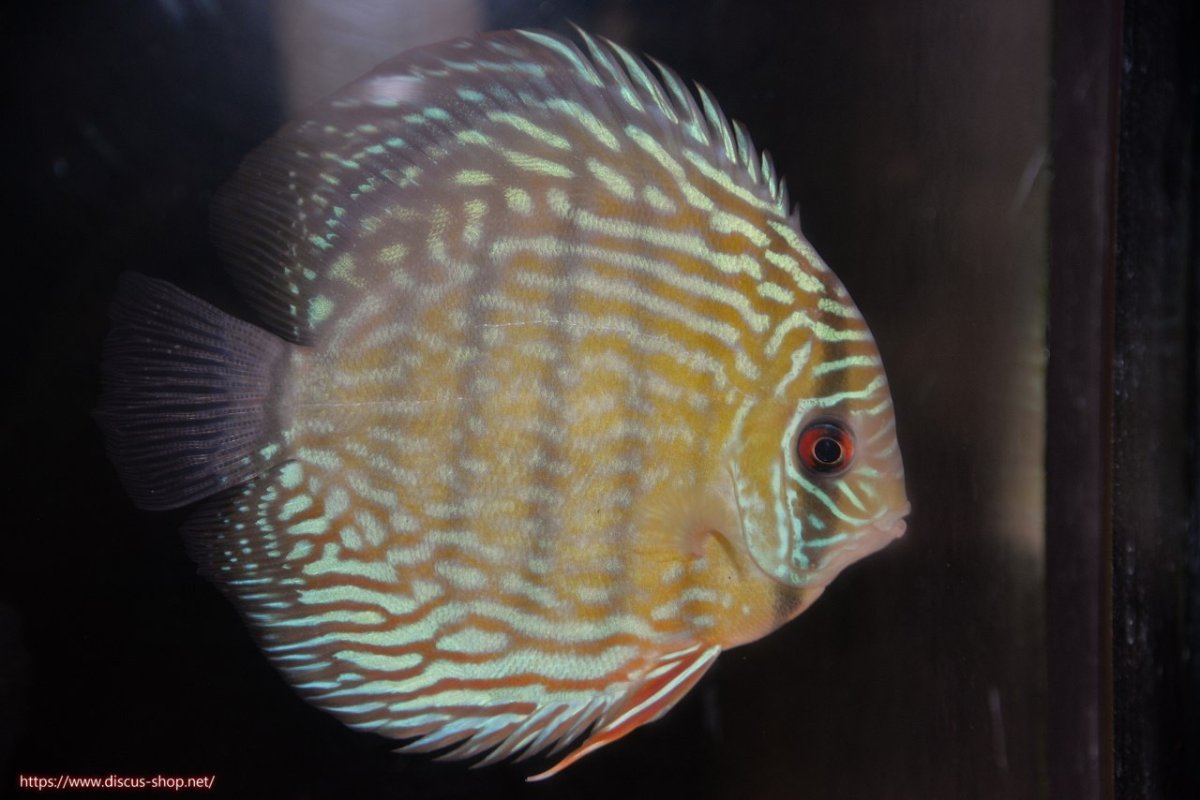 画像2: 【30周年記念セール対象個体】【ワイルドディスカス】【通販】ヤムンダロイヤル【個体販売】14-15cm（生体）ヤムンダ産 (2)