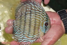 画像2: 【ワイルドディスカス】【通販】ヤムンダロイヤル【個体販売】14-15cm（生体）ヤムンダ産 (2)