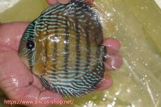 画像1: 【ワイルドディスカス】【通販】ヤムンダロイヤル【個体販売】14-15cm（生体）ヤムンダ産 (1)