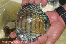 画像2: 【ワイルドディスカス】【通販】ヤムンダロイヤル【個体販売】14-15cm（生体）ヤムンダ産 (2)