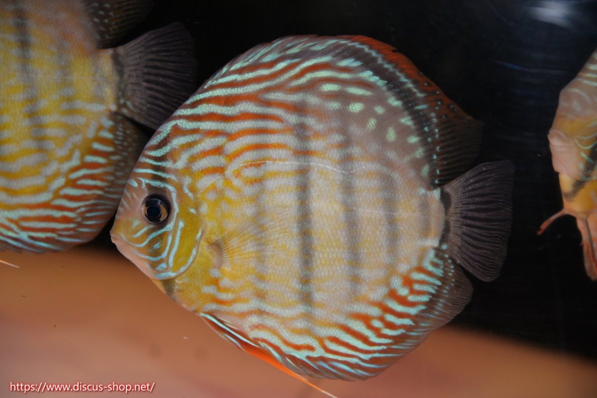 画像2: 【30周年記念セール対象個体】【ワイルドディスカス】【通販】ヤムンダロイヤル（金目）【個体販売】14-15cm（生体）ヤムンダ産 (2)