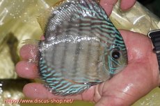 画像2: 【ワイルドディスカス】【通販】ヤムンダロイヤル【個体販売】14-15cm（生体）ヤムンダ産 (2)