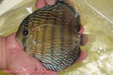 画像1: 【ワイルドディスカス】【通販】ヤムンダロイヤル【個体販売】14-15cm（生体）ヤムンダ産 (1)