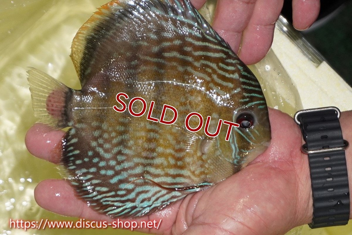 画像2: 【ワイルドディスカス】【通販】ヤムンダロイヤル【個体販売】14-15cm（生体）ヤムンダ産 (2)