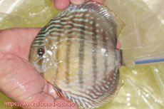 画像1: 【ワイルドディスカス】【通販】ヤムンダロイヤル【個体販売】14-15cm（生体）ヤムンダ産 (1)