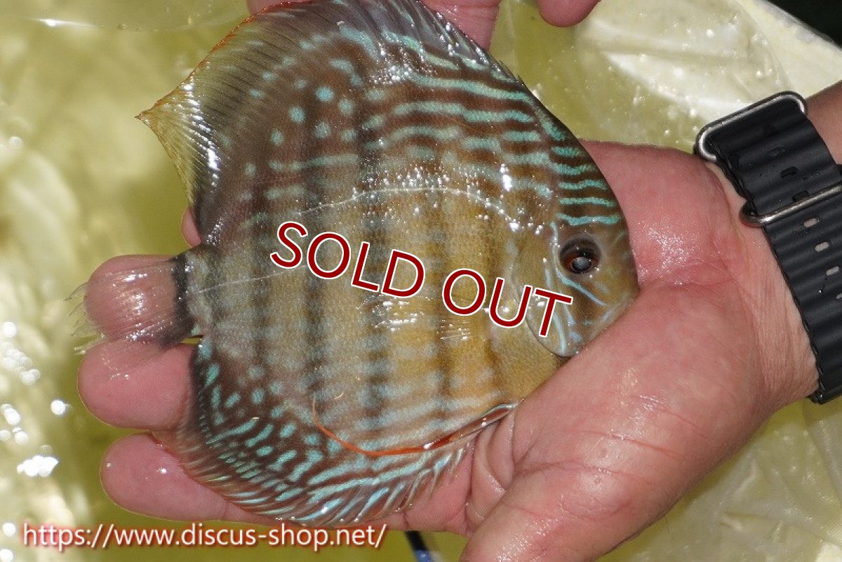 画像2: 【ワイルドディスカス】【通販】ヤムンダロイヤル【個体販売】14-15cm（生体）ヤムンダ産 (2)