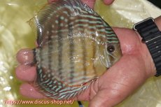 画像2: 【ワイルドディスカス】【通販】ヤムンダロイヤル【個体販売】14-15cm（生体）ヤムンダ産 (2)