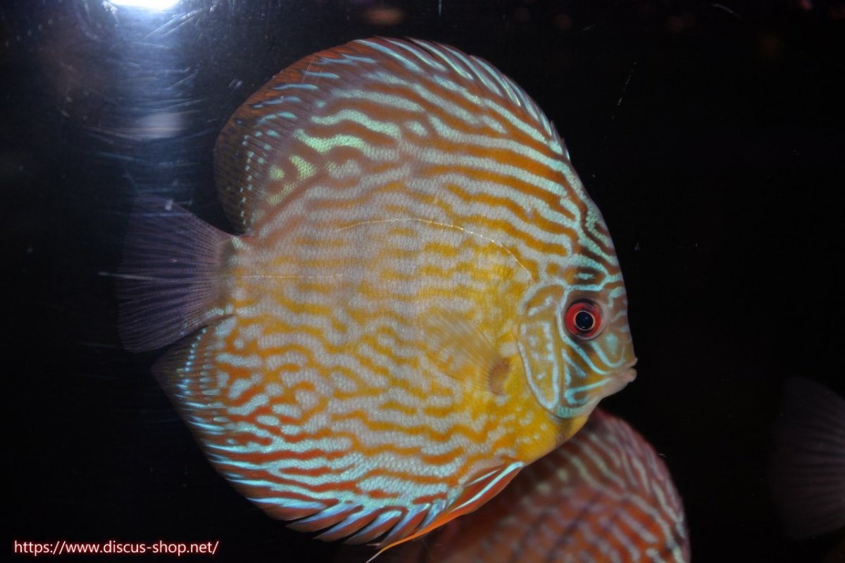 画像1: 【30周年記念セール対象個体】【ワイルドディスカス】【通販】ヤムンダスーパーロイヤル【個体販売】14-15cm（生体）ヤムンダ産 (1)