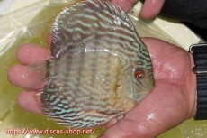 画像2: 【ワイルドディスカス】【通販】ヤムンダスーパーロイヤル【個体販売】14-15cm（生体）ヤムンダ産 (2)