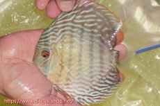 画像4: 【30周年記念セール対象個体】【ワイルドディスカス】【通販】ヤムンダスーパーロイヤル【個体販売】14-15cm（生体）ヤムンダ産 (4)