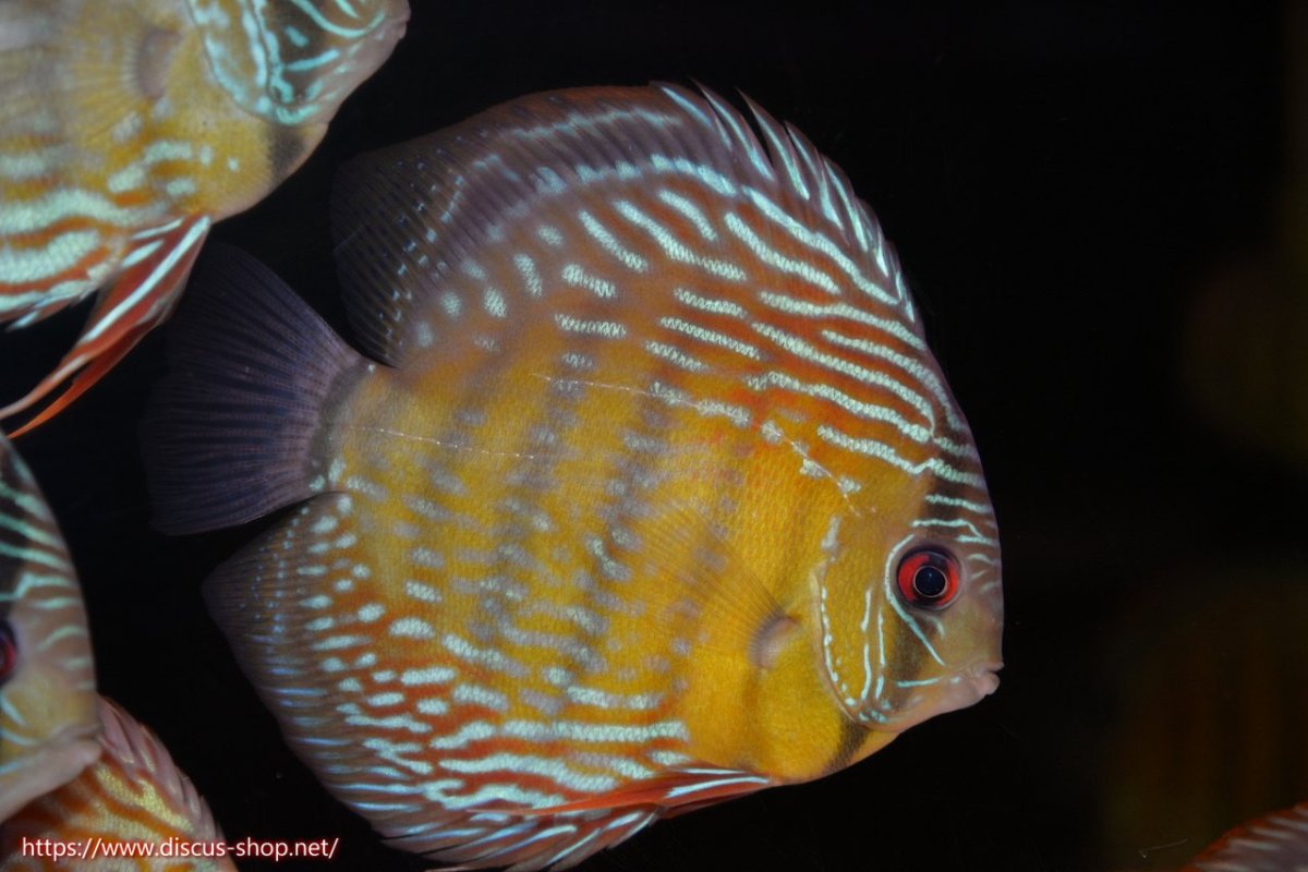 画像1: 【30周年記念セール対象個体】【ワイルドディスカス】【通販】ヤムンダロイヤル【個体販売】14-15cm（生体）ヤムンダ産 (1)